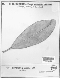 Asterina oleina image